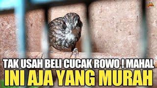 TAK USAH  BELI BURUNG CUCAK ROWO ! MAHAL ! MENDINGAN BURUNG INI AJA YANG MURAH !