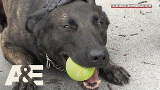 Live PD: Running Drills with K9 Flex (Season 2) | A&E