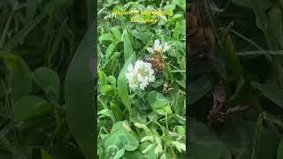 Japanese bee digging for honey 