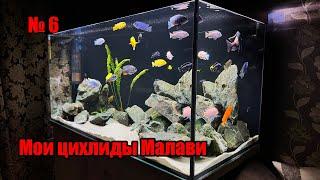 Мои Цихлиды Малави, My Malawi Cichlids #cichlids #malavi #аквариум