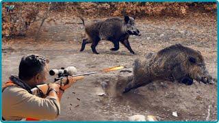 Latest: How Do American Farmers And Hunters Deal With Millions Of Wild Boar By Guns And Trap.