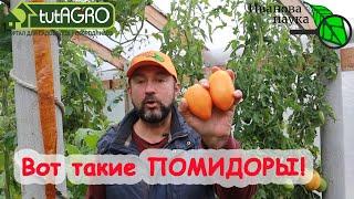 ТОМАТ ДЛЯ ЛЮБЫХ ЖЕЛУДКОВ! Очень СЛАДКИЙ ПОМИДОР, проверенный ГАСТРИТОМ! Южный загар - вкуснота!