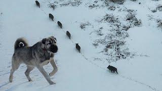 DOMUZLAR SÜRÜNÜN YANINDAN GEÇİNCE KÖPEKLER PEŞİNE VERDİ ~DEV AZILI DOMUZ SÜRÜNÜN ARKASINI KOLLADI