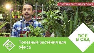 Полезные растения для офиса