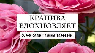 [КРАПИВА ВДОХНОВЛЯЕТ] обзор сада Галины Тазеевой