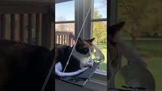 Bella cool cat