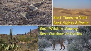 Exploring the Sonoran Desert - Best WILDLIFE HOTSPOTS & OUTDOOR ACTIVITIES