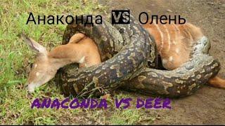 ANACONDA VS DEER. Анаконда vs Олень #Shorts