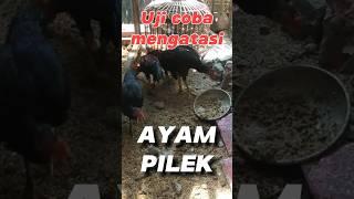 Uji Coba Mengatasi Ayam Pilek ¦| TIPI LOR'PINTU Dari pojok desa berkreasi inovasi motifasi #short