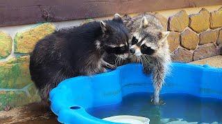 RACCOONS at the resort / Fox is happy to meet the hostess and is preparing to leave