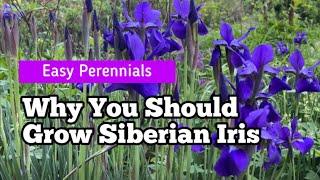 Why You Should Grow Siberian Iris | Easy-Care Perennial with Elegant Foliage and Stunning Blooms