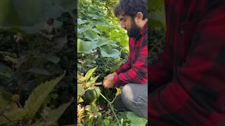 Some thoughts on modern day “homesteading” #growyourownfood #gardenharvest #foraging #offgridliving