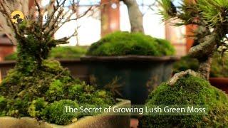 How to make bonsai tree moss green and lush - bonsai moss growing techniques