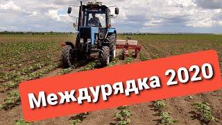 Междурядная культивация подсолнечника 01.06.2020.