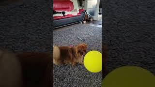 Simba’s fun life continues - #funnypuppy   #fyp #puppy #puppylife #loveanimals #puppylove