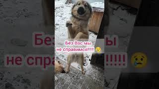 Помощь бездомным животным Сбер 5469 9802 6138 9130