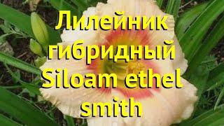 Лилейник гибридный СИЛОАМ ЭТЕЛЬ СМИТ. Краткий обзор, описание hemerocallis Siloam ethel smith