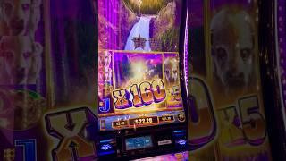 Must See! Buffalo Cheif Platinum Multipliers Full Screen! #slot #jackpot #buffalo #casino