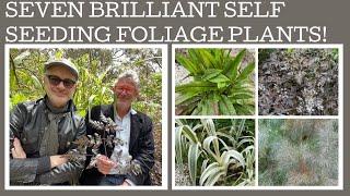 Seven brilliant self seeding perennial foliage plants!