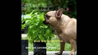 #vegetarianism is witnessing adoption by #dogs