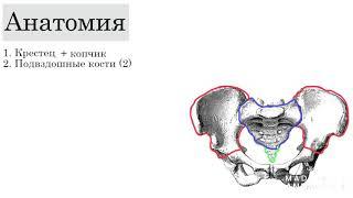 Анатомия таза. Плоскости и размеры таза.