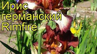 Ирис германский Римфайе. Краткий обзор, описание характеристик iris germanica Rimfire