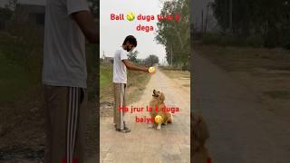 Leave the bal  || Bruno  || #doglove #trending  #reel #shorts#viralvideo #labrador #Bruno #funny