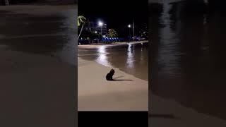 sad black cat vibing alone at the beach