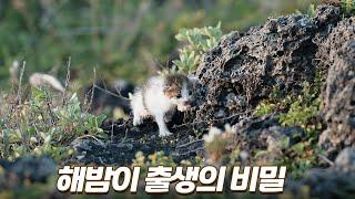 해밤이를 낳아준 어미 고양이를 만났습니다