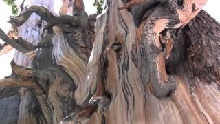Bristlecone Pine Tree Ranger Minute