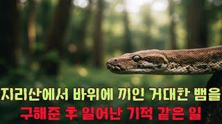 지리산에서 바위에 끼인 거대한 뱀을 구해준 후 일어난 기적 같은 일 I 오디오북  I 인생의 지혜  | 인간관계 | 인생 지혜  I 마음이 따뜻해지는 라디오 I