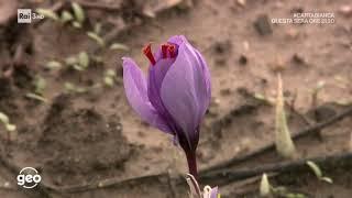 I documentari di Geo Rai3  Lo Zafferano  di Sardegna