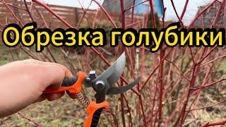 Как правильно обрезать голубику: Секреты обрезки! #голубика  #обрезка #рекомендации