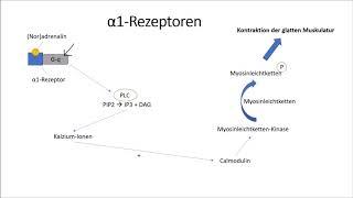 α-Rezeptoren und β-Rezeptoren