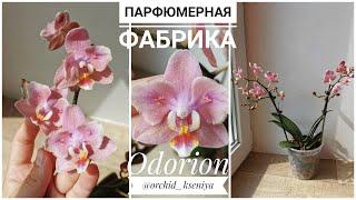 Phal. Odorion Парфюмерная фабрика (орхидея бабочка фаленопсис Одорион)