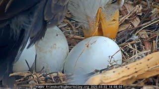 Zoom on eggs Big Bear Bald Eagles 2025-03-02