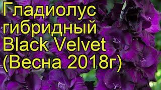 Гладиолус гибридный (Black Velvet). Краткий обзор, описание характеристик, где купить луковицы