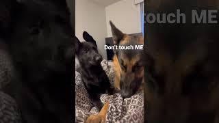 Puppy wants love but Zeus isn’t having it!!! #shorts #gsd #germanshepherd #puppy #reels #reelsvideo