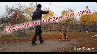 Дрессировка пятимесячных собак для дома. "Школа Гайдука"