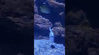 Fishy Rock Spitter: Watch This Aquarium Inhabitant's    Unique Skill #fish #aquarium