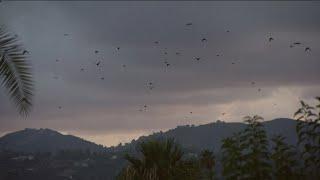 Why you're seeing more Crows in San Diego