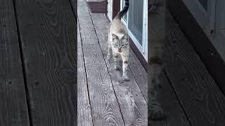 Снежка встречает #cat #catlover #catvideos