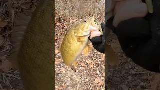 Winter Smallmouth Bass Fishing