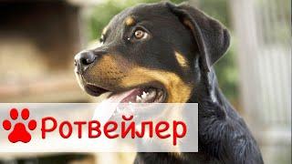 Ротвейлер | Характер, воспитание, содержание