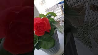 ️ Ждем ️  Чуда️ #любовь #бог#флористика#счастье#богатство#цветы #красотадуши #природа #богатсво