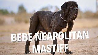 Introducing Bebe, the Incredible Neapolitan Mastiff!