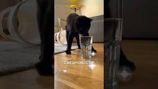 Смешновости 80 - юбилейный выпуск  #истории #история #новости #новость #shorts