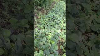 Клубника на даче. Итого с грядки Альба первый сбор #stroberi