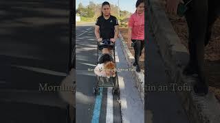 Morning exercise with Astin and Tofu #pomeraniandogs