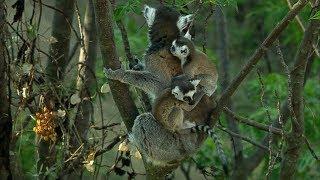 Twin Baby Ring Tailed Lemurs | Madagascar | David Attenborough | BBC Earth